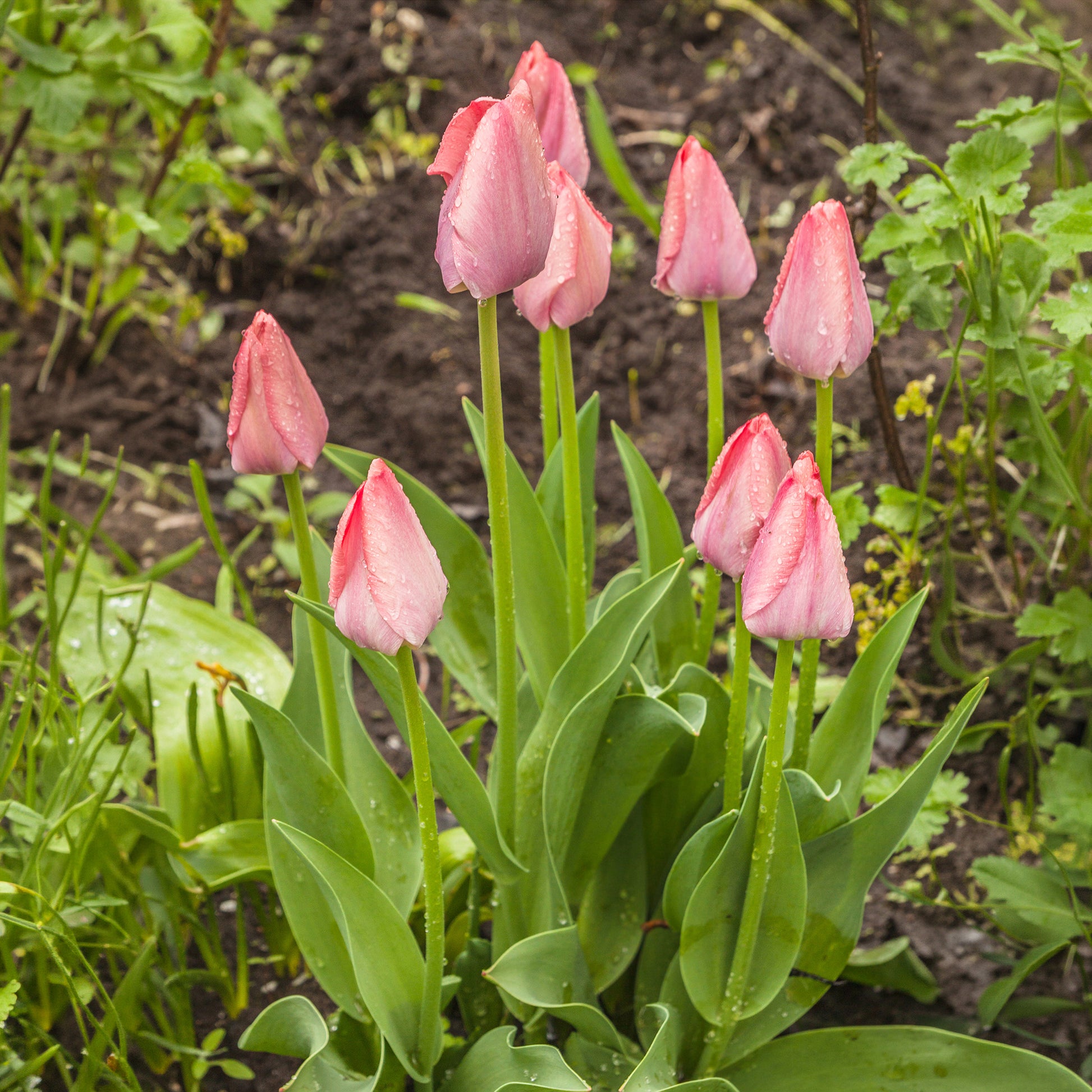 Verkoop Voorjaarsbollen voor regenboogborder - Narcissus, Tulipa Purple Priince, Van Eijk, Apeldoorn's Elite