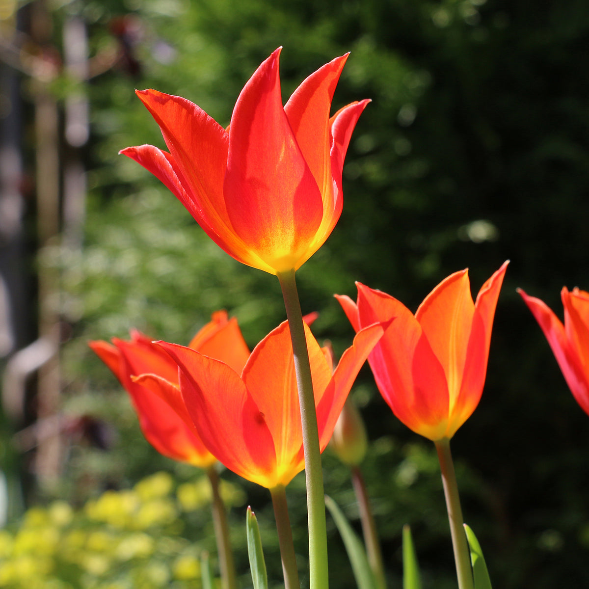 Tulp Ballerina - Tulipa Ballerina - Bakker