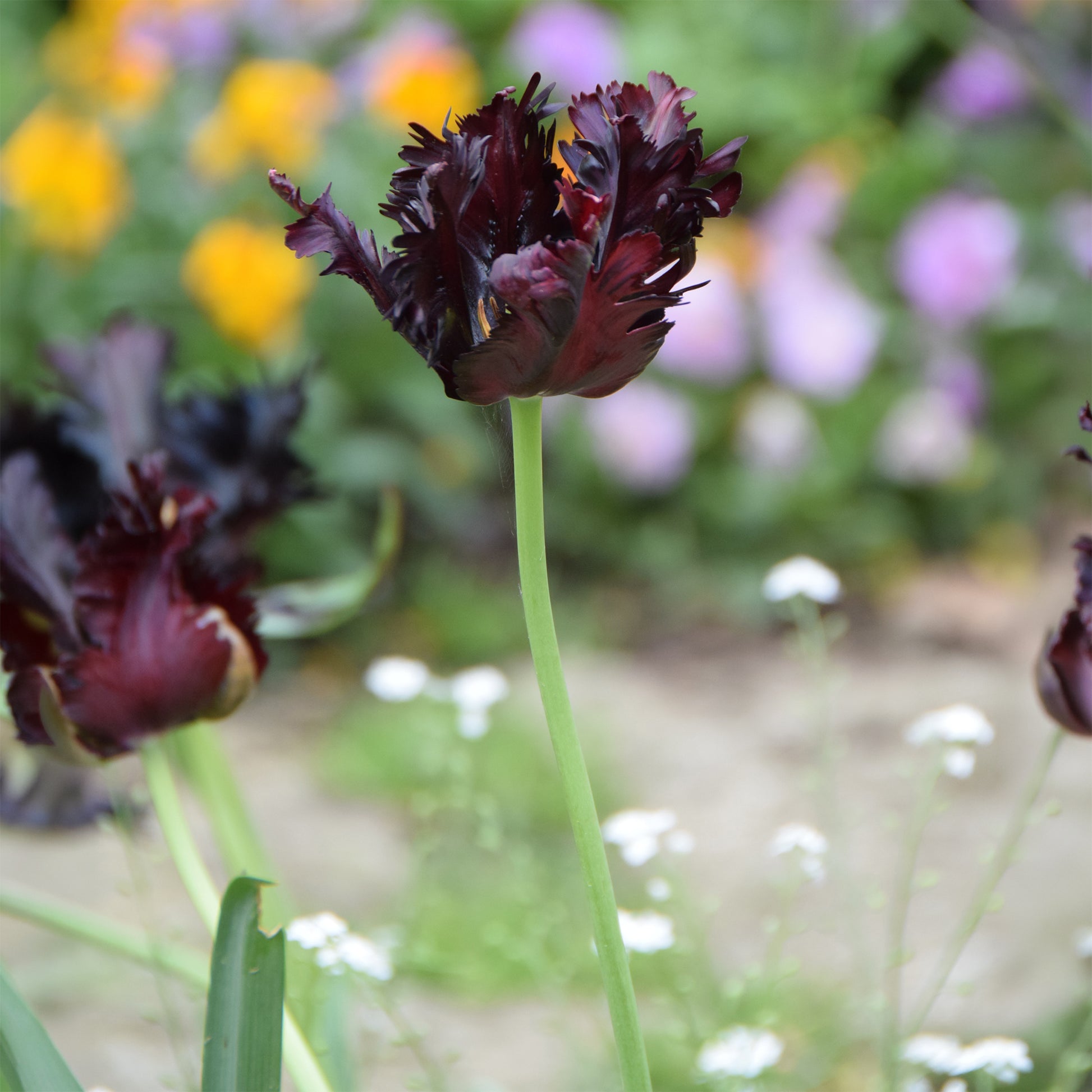 Tulp Black Parrot -  - Bakker