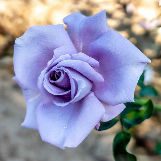 Roos 'Blue Moon' - Bakker