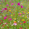 Veldbloemenmix - Bakker