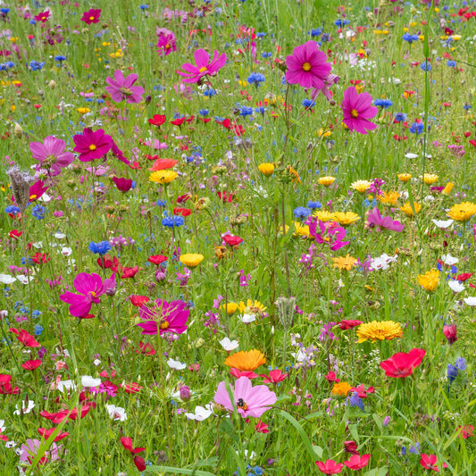 Veldbloemenmix - Bakker