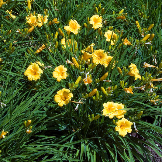 Daglelie 'Stella d'Oro) - Bakker