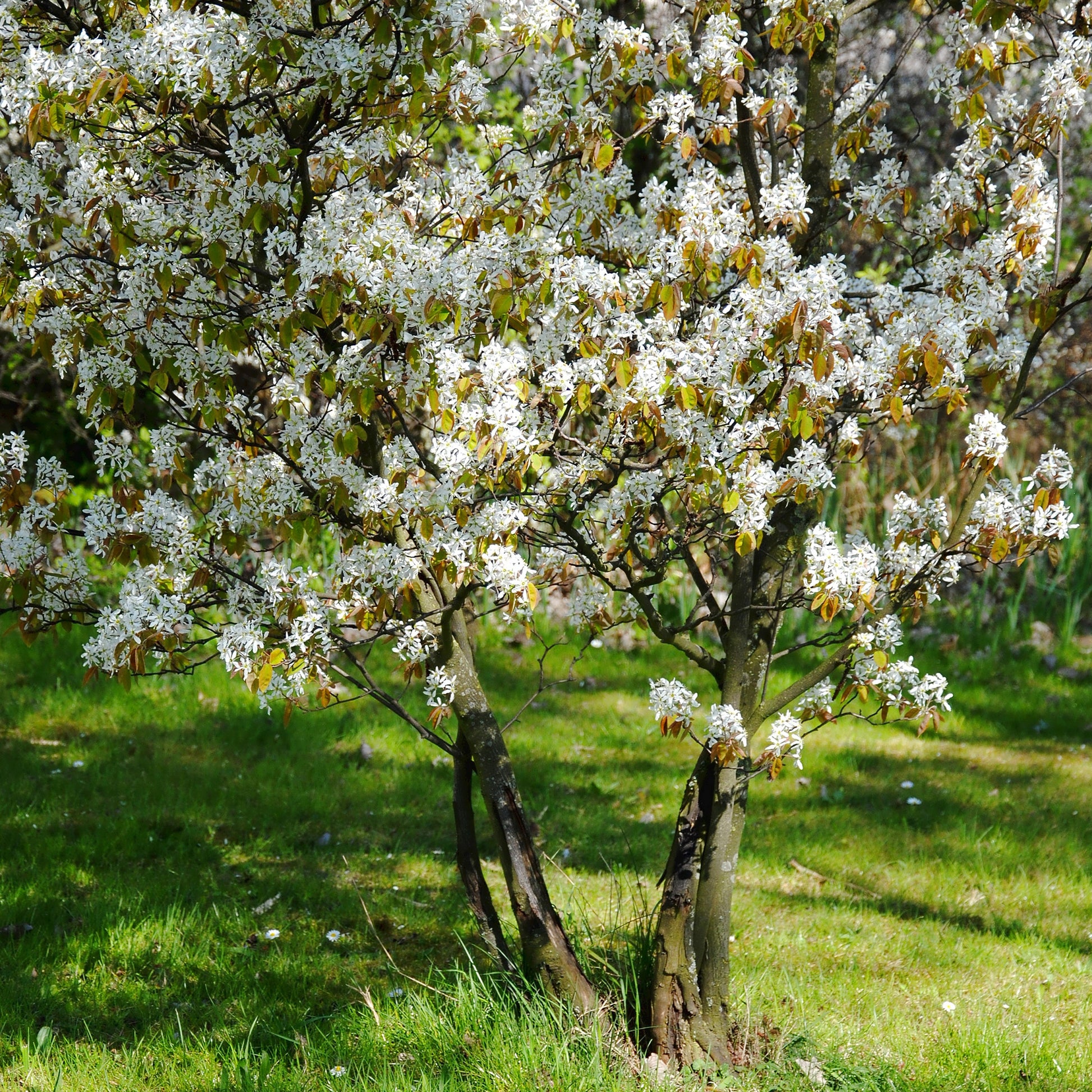 Krentenboom - Amelanchier lamarckii - Tuinplanten