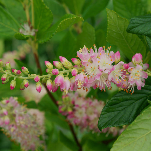 Schijnels 'Pink Spire' - Clethra alnifolia pink spire - Tuinplanten