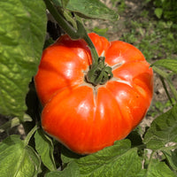Vleestomaat 'Beefsteak' - Solanum lycopersicum beefsteak - Tomaten