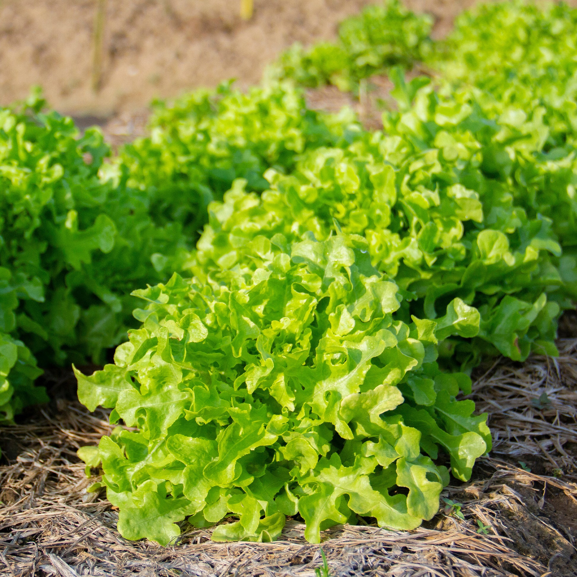 Sla Mix 'Eikenblad' + 'Lollo Rosso' + Rode sla' - Collection salades à couper : Feuille de chêne, Lollo rossa, Red sala - Moestuin