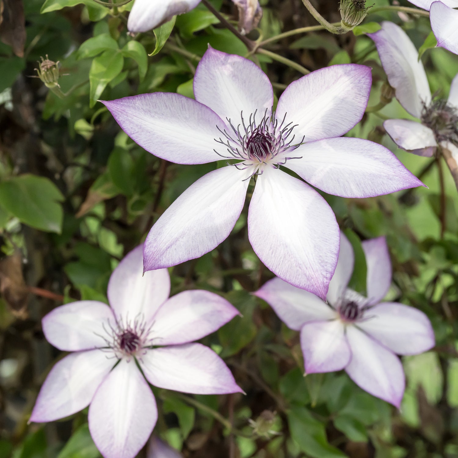 Clematis florida - Floridabosrank
