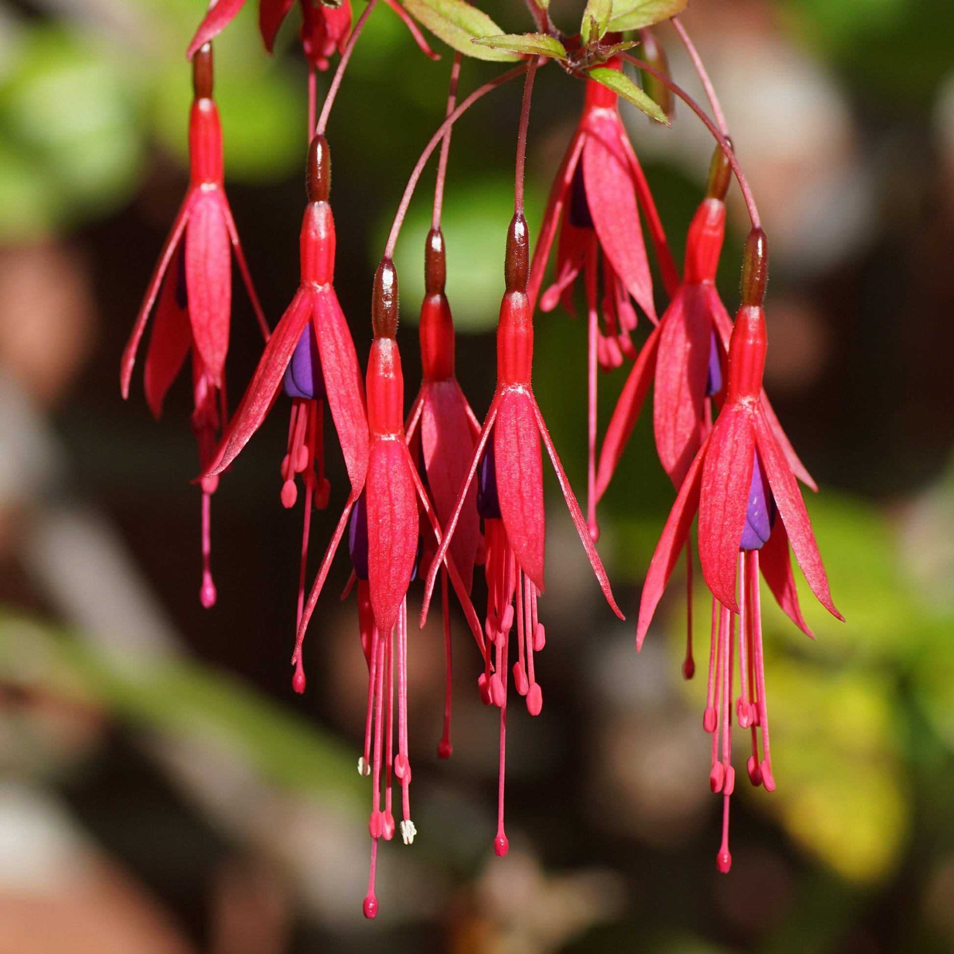 Bellenplant 'Riccartonii' - Fuchsia magellanica riccartonii - Terras- en balkonplanten