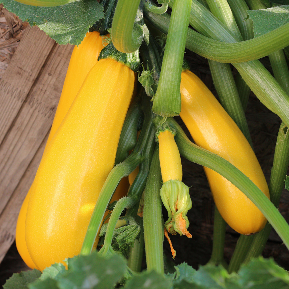 Courgette 'Soleil F1' - Bakker