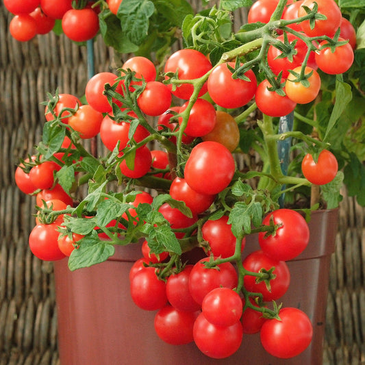 Cherrytomaat 'Minibel' - Lycopersicon lycopersicum minibel - Moestuin