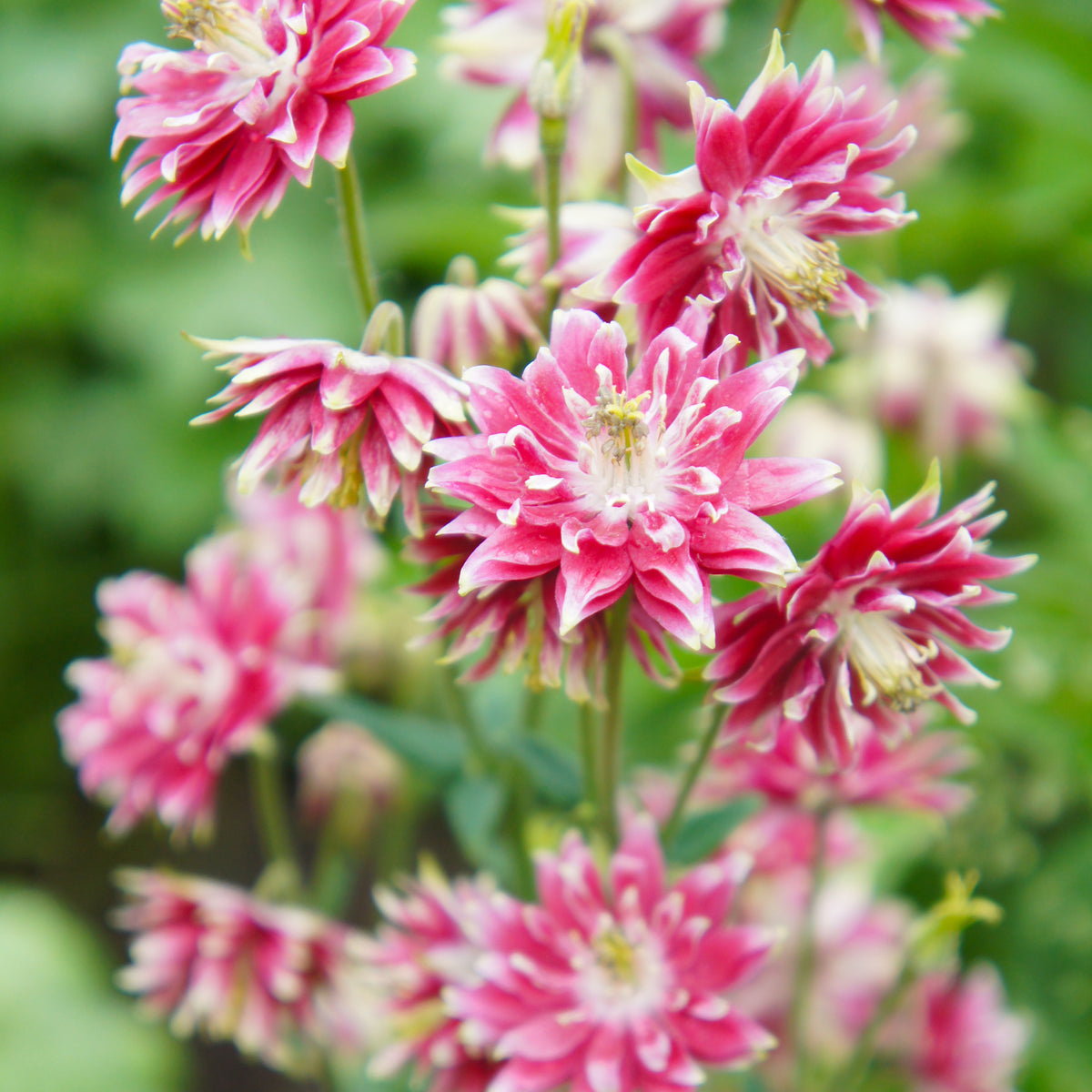 Aquilegia Nora Barlow - Akelei 'Nora Barlow' - Akelei