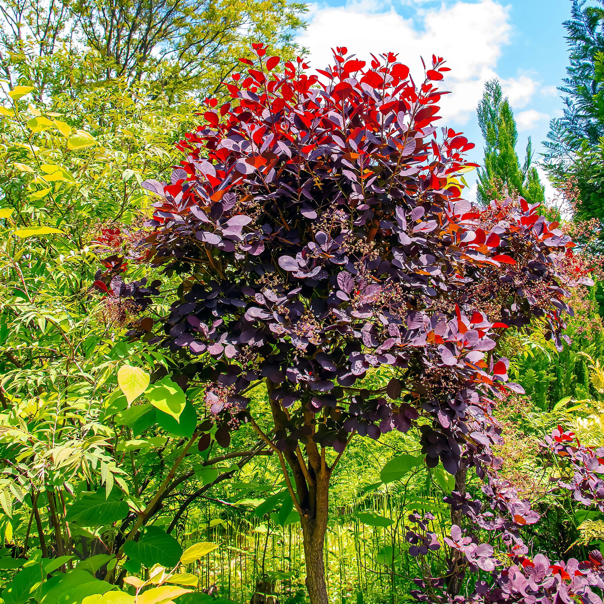 Pruikenboom 'Royal Purple' - Cotinus coggygria royal purple - Sierheesters