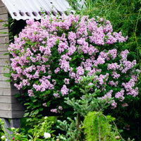 Dwergsering 'Palibin' - Syringa meyeri  palibin - Bakker