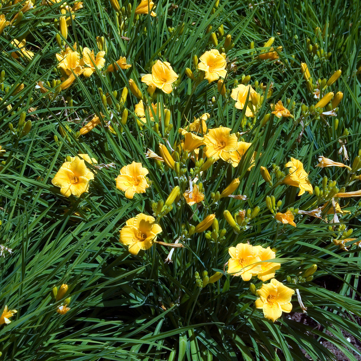 Bloeiende vaste planten - Vaste planten met gele bloemen Mix - Solidago luteus, alchemilla mollis, hemerocallis stella de oro
