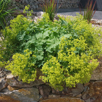 Solidago luteus, alchemilla mollis, hemerocallis stella de oro - Vaste planten met gele bloemen Mix - Bloeiende vaste planten