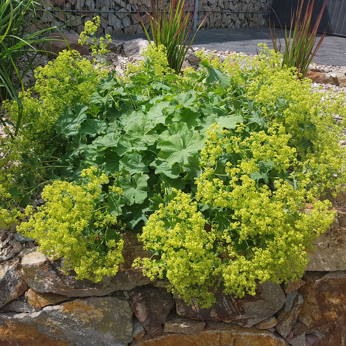 Solidago luteus, alchemilla mollis, hemerocallis stella de oro - Vaste planten met gele bloemen Mix - Bloeiende vaste planten