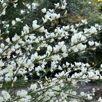 Cytisus praecox allgold, albus, boskoop ruby - Witte, rode en gele bremhaag (x3) - Bloeiende heesters