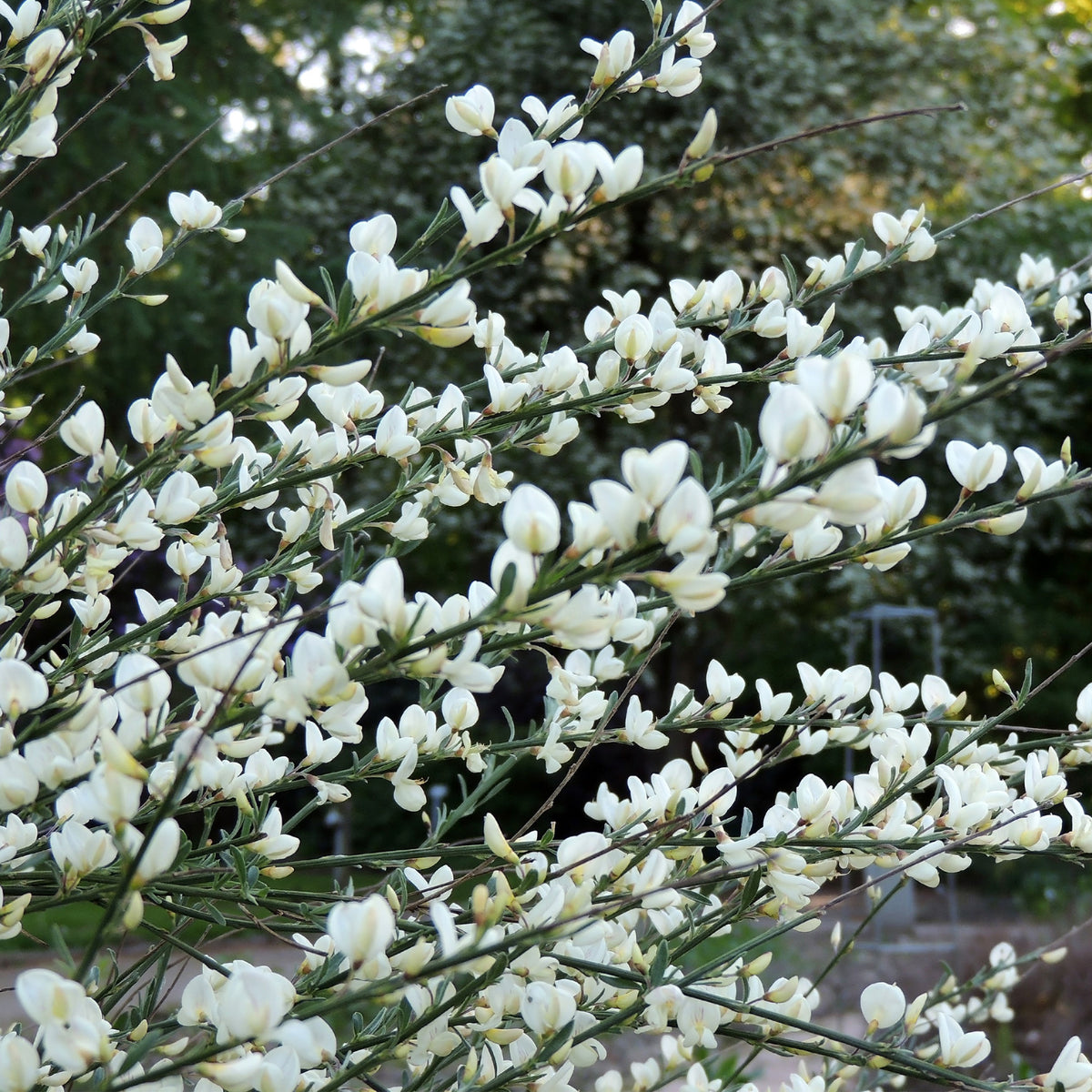 Cytisus praecox allgold, albus, boskoop ruby - Witte, rode en gele bremhaag (x3) - Bloeiende heesters