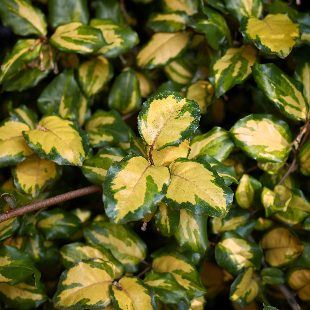 Eleagnus pungens maculata - Olijfwilg - Olijfwilg