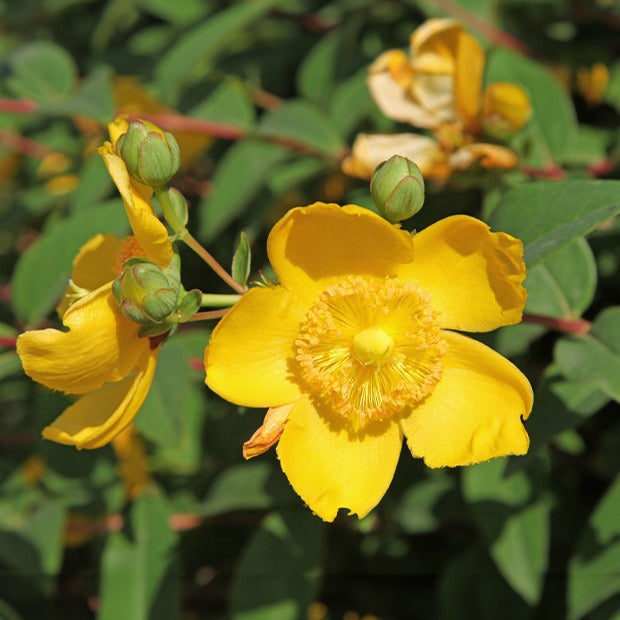 Hertshooi 'Hidcote' - Hypericum hidcote - Bakker