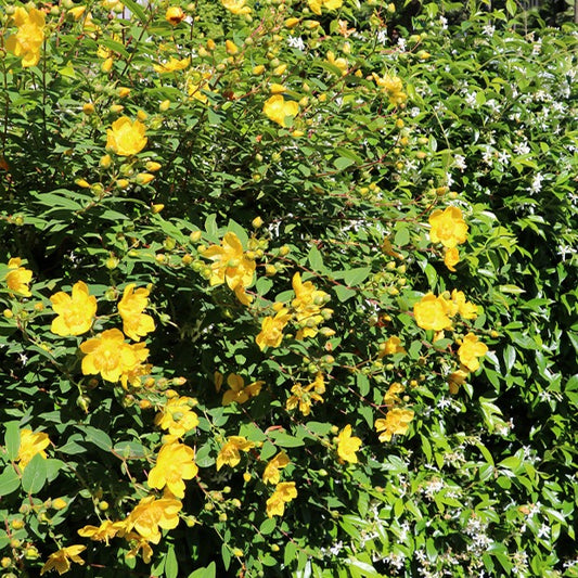 Hertshooi 'Hidcote' - Bakker
