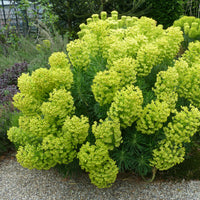 Wolfsmelk wulfenii - Euphorbia characias ssp. Wulfenii - Bakker