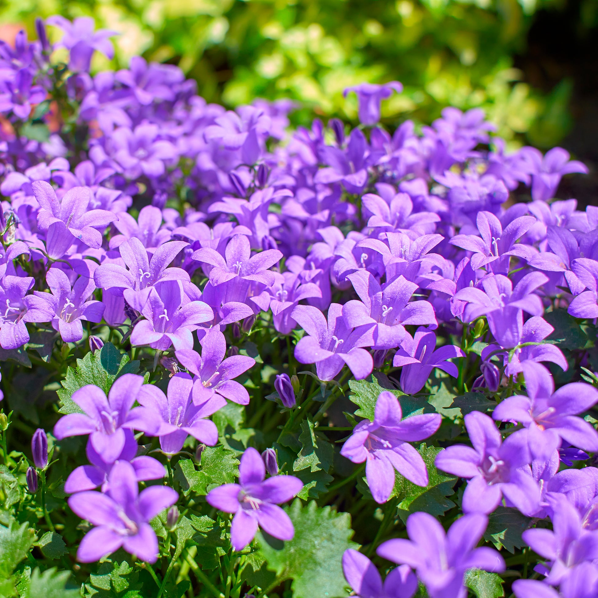 Verkoop Muurtklokje - Campanula portenschlagiana