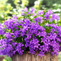 Verkoop Muurtklokje - Campanula portenschlagiana