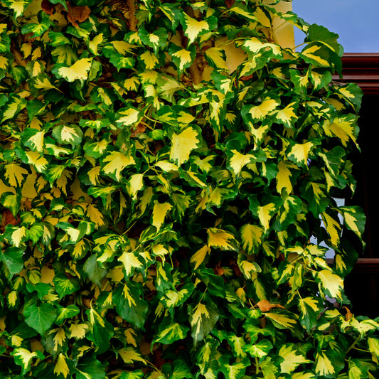 Klimop 'Goldheart' - Bakker