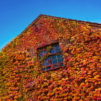 Klimplanten - Wilde wingerd - Parthenocissus tricuspidata veitchii