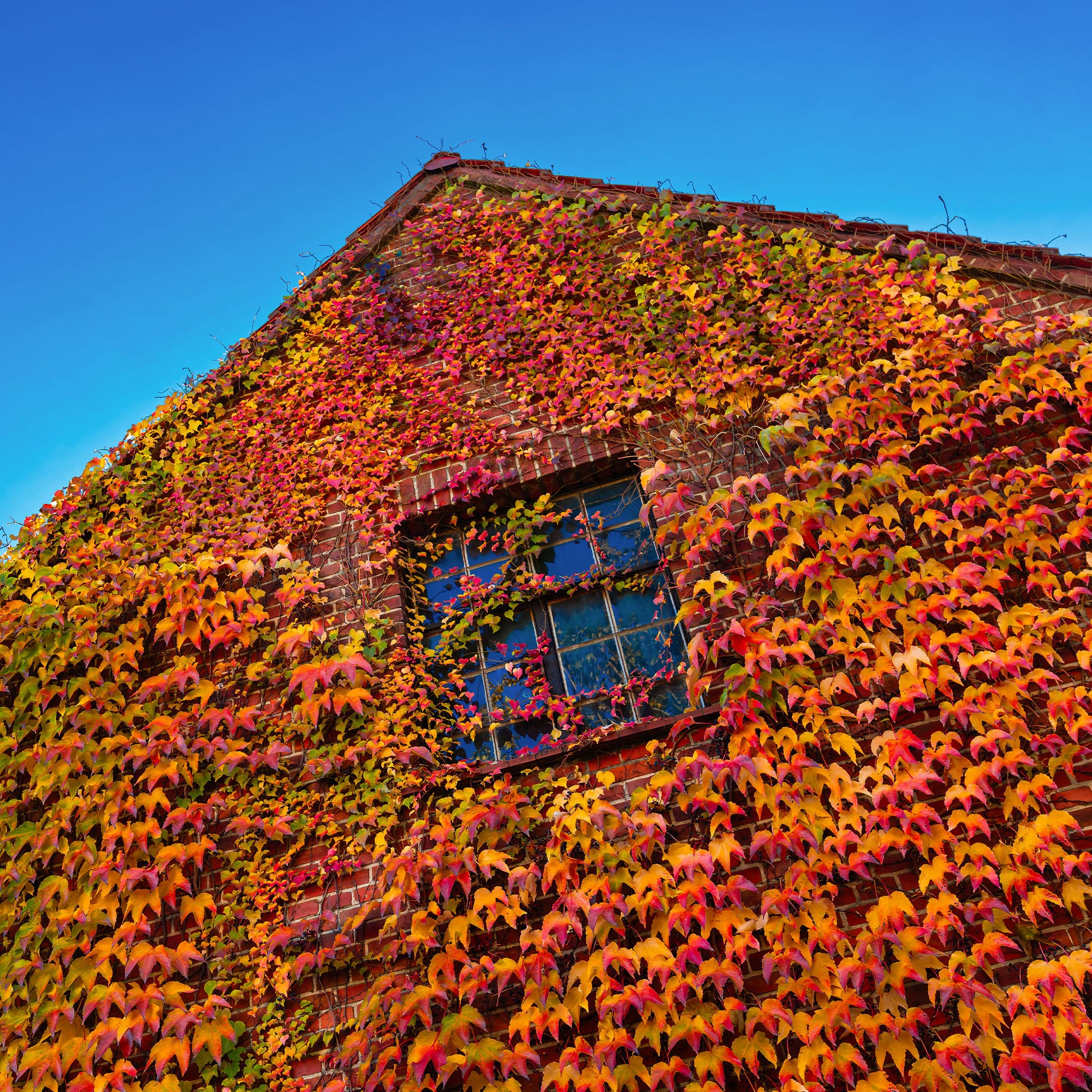 Klimplanten - Wilde wingerd - Parthenocissus tricuspidata veitchii