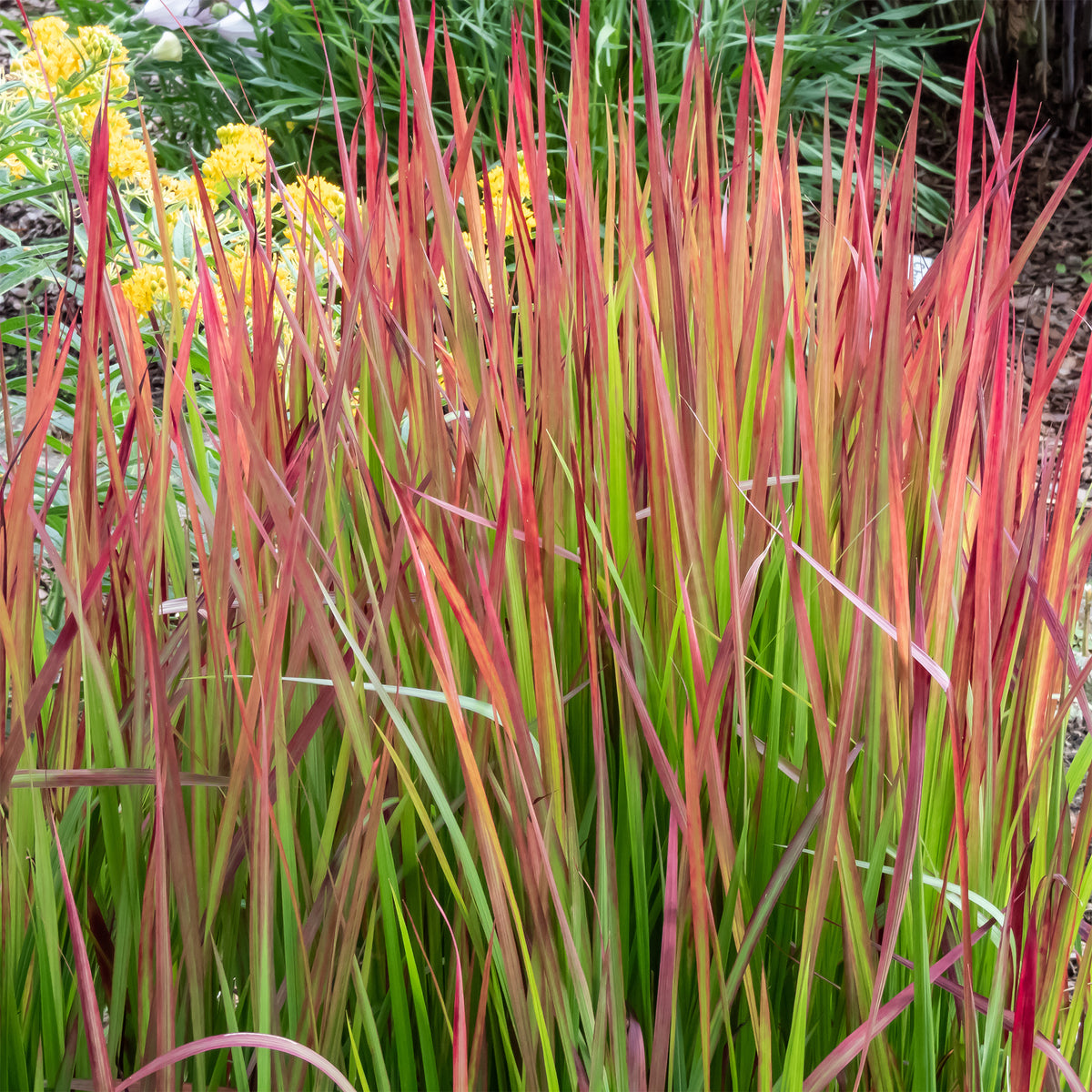 Japans bloedgras 'Red Baron' - Imperata cylindrica Red Baron - Bakker