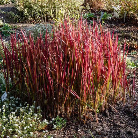 Japans bloedgras 'Red Baron' - Bakker