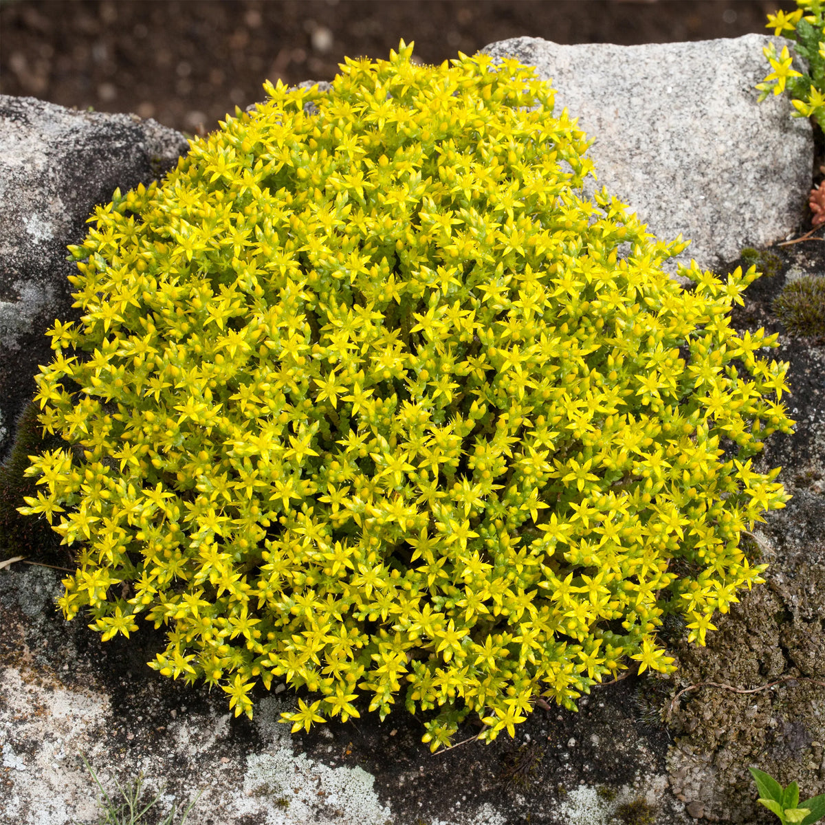Verkoop 4 bodembedekkers voor muurtjes - Campanula poscharskyana, Sedum acre