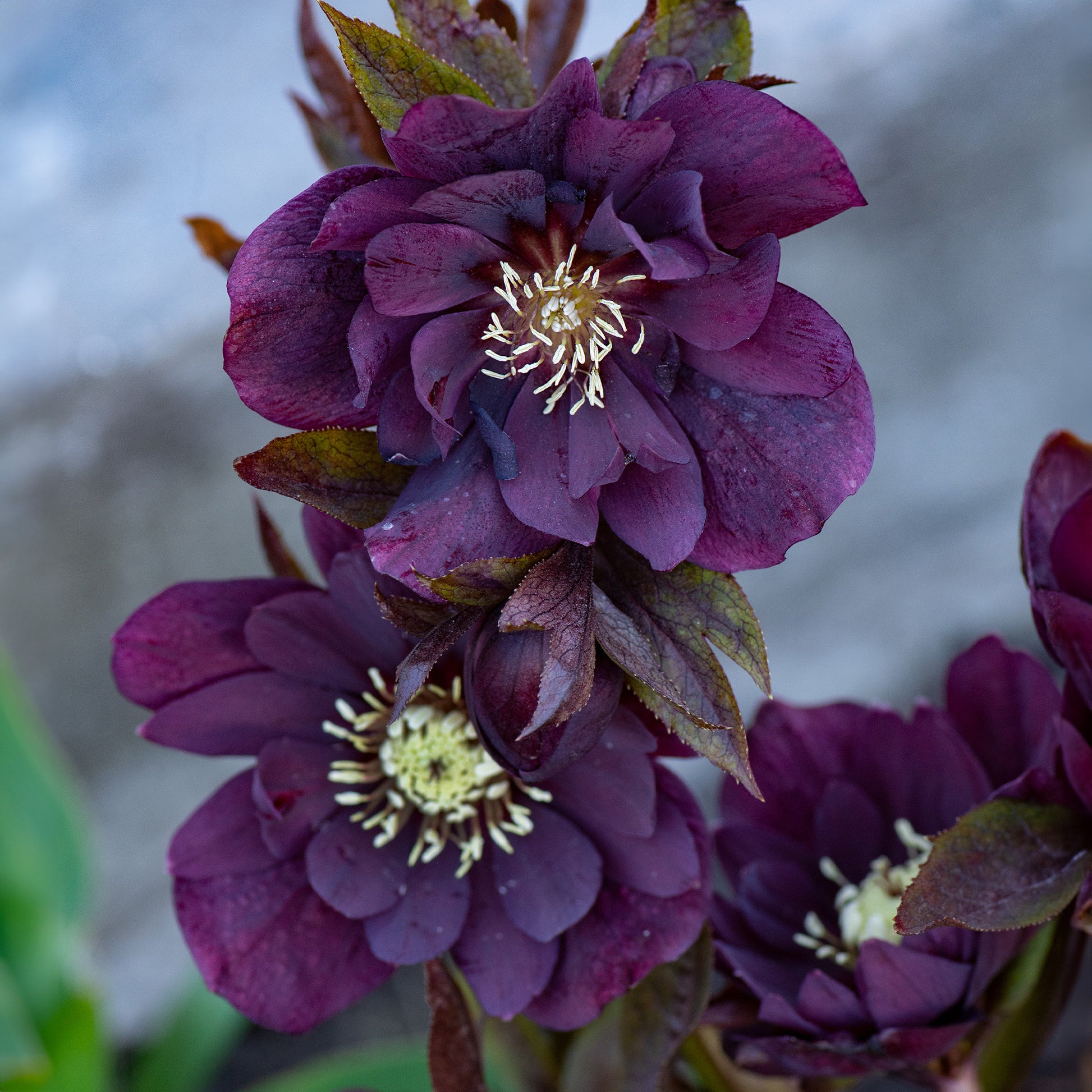 Kerstroos Dubbbel Ellen Violet (x2) - Helleborus double ellen purple - Terras- en balkonplanten