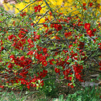 Japanse sierkwee 'Crimson and Gold' - Bakker