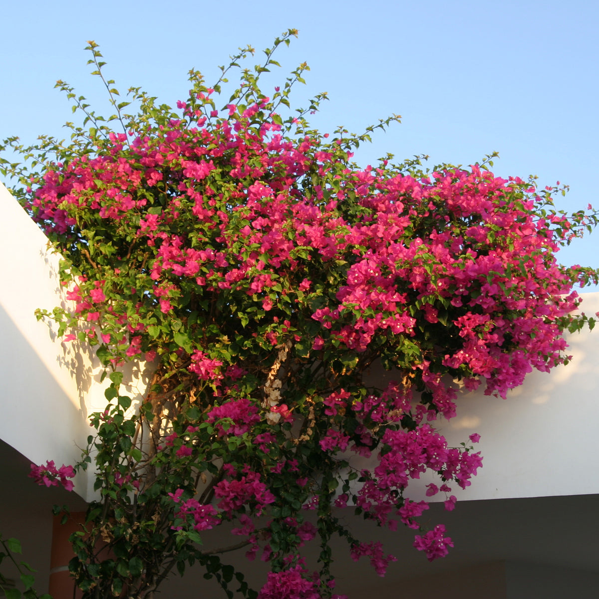 Roze bougainville - Bougainvillea pink - Bakker