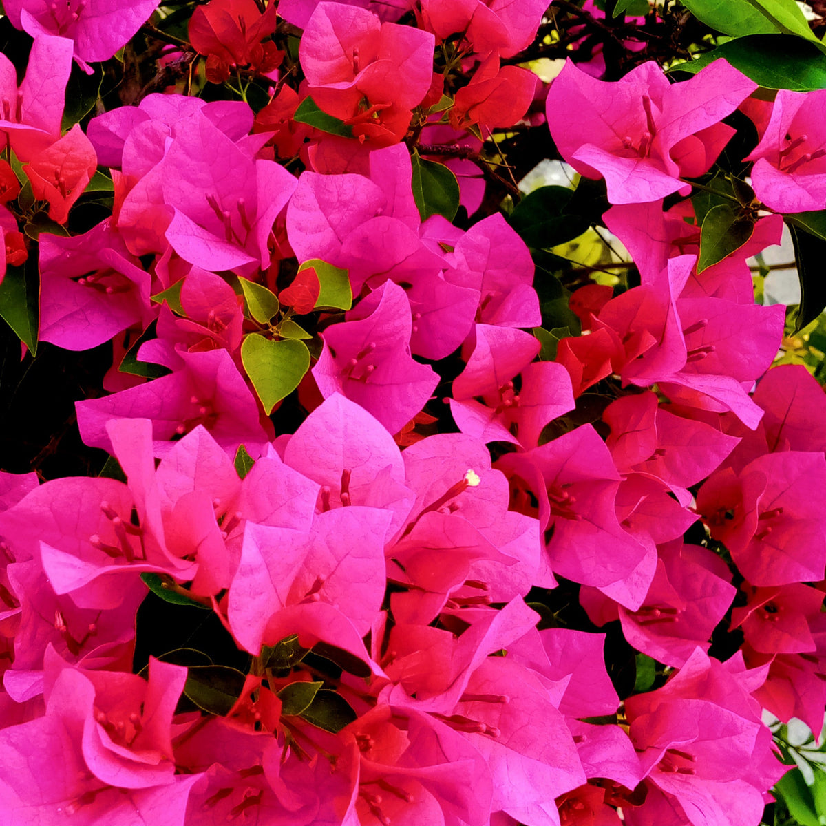 Bougainvillea pink - Roze bougainville - Bougainville