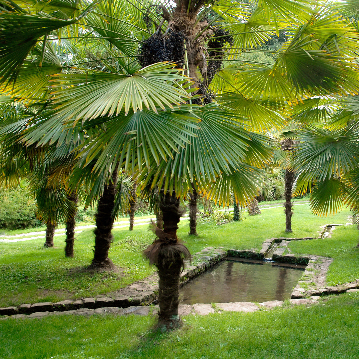 Verkoop Chinese waaierpalm - Trachycarpus fortunei