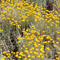 Heiligenbloem - Santolina chamaecyparissus - Bakker
