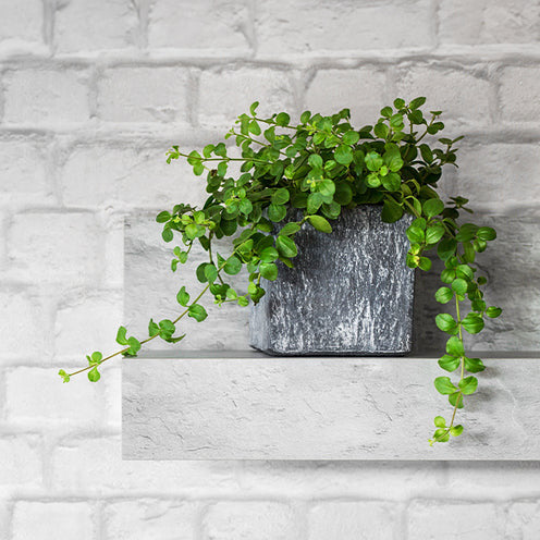 Rondebladige Peperomia - Bakker