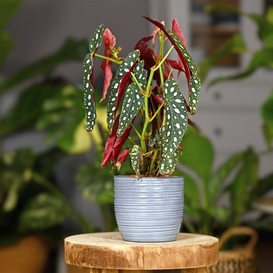 Gevlekte begonia - Begonia maculata - Plek in je huis