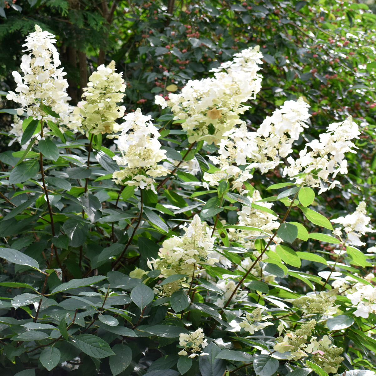 Jardins - Een Hortensia wit als cadeau - Hydrangea paniculata Grandiflora
