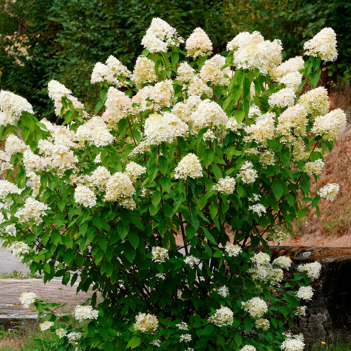 Hydrangea paniculata Grandiflora - Een Hortensia wit als cadeau - Jardins