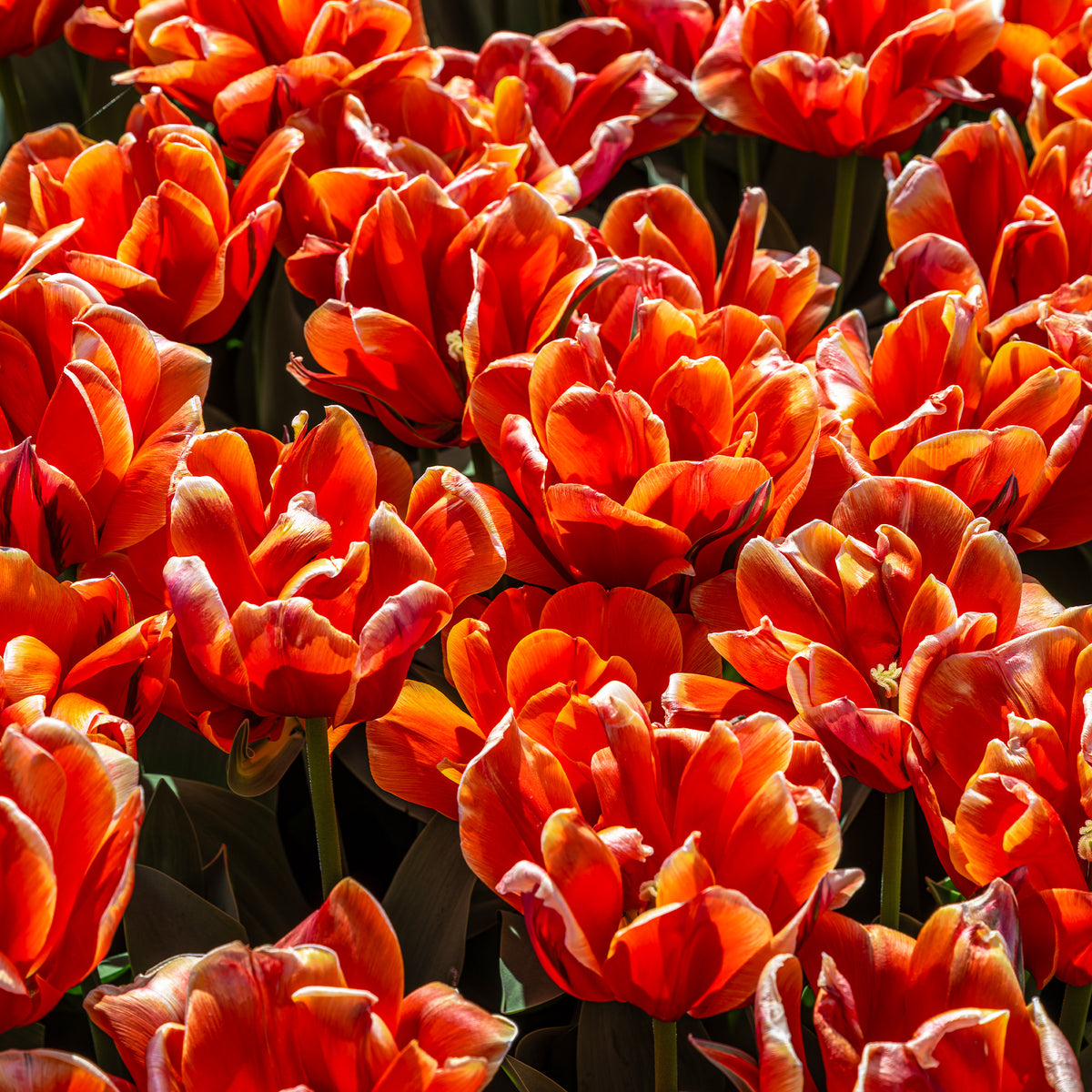 Tulipa double late Queensday - 7 Dubbele late tulpen Queensday - Tulpen