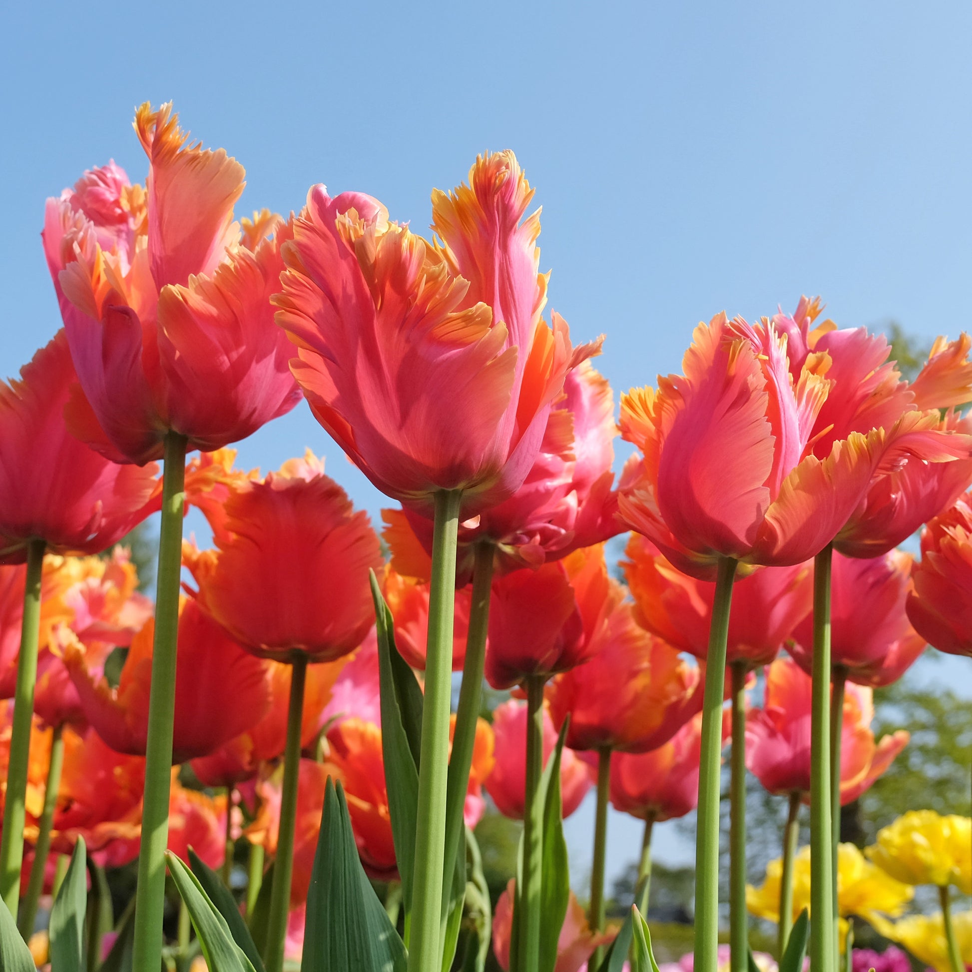Tulipa parrot Amazing Parrot - 7 Papegaaitulpen Amazing Parrot - Tulpen