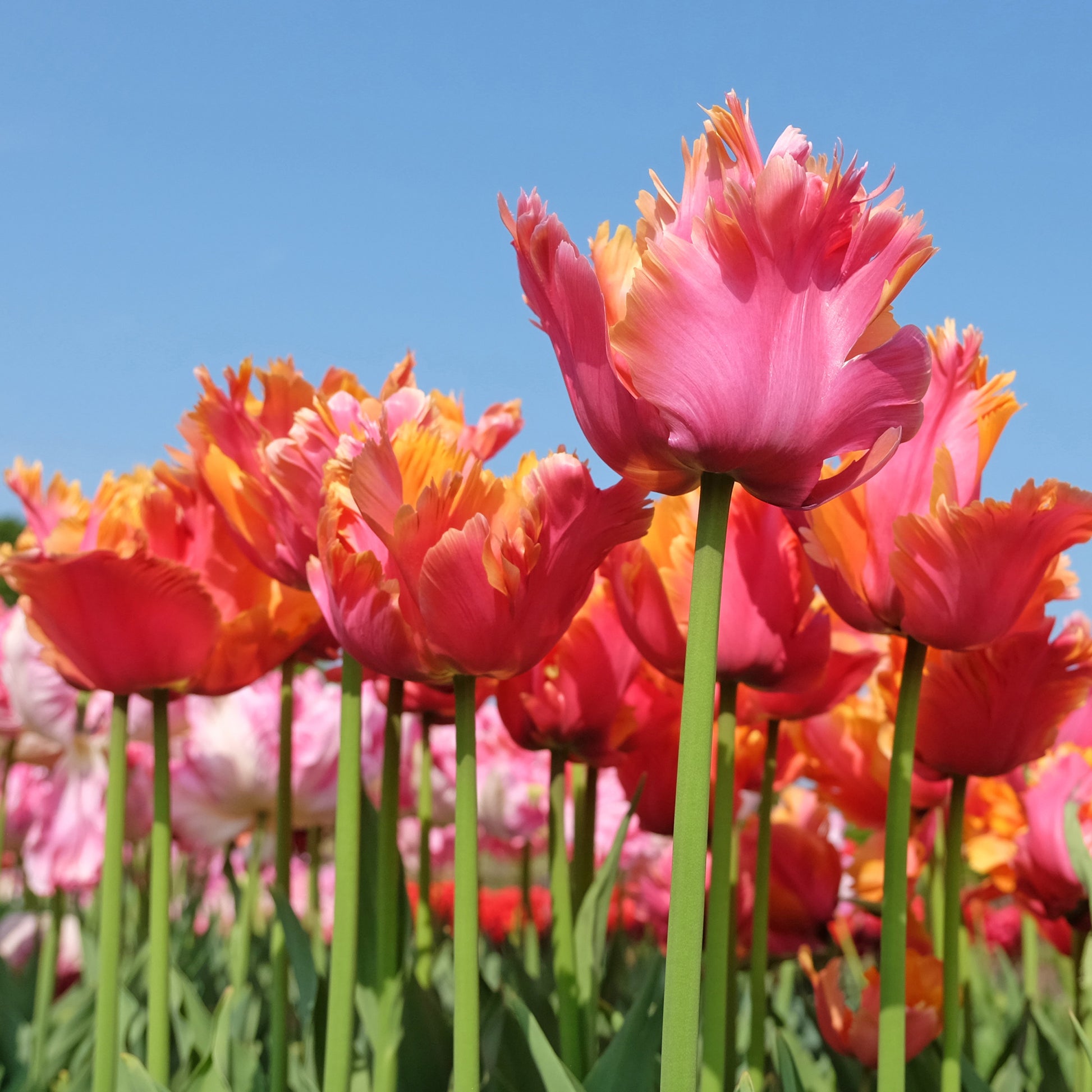Tulpen - 7 Papegaaitulpen Amazing Parrot - Tulipa parrot Amazing Parrot