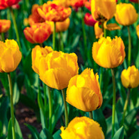 Tulipa Crystal star - 10 Tulpen Crystal Star - Tulpen