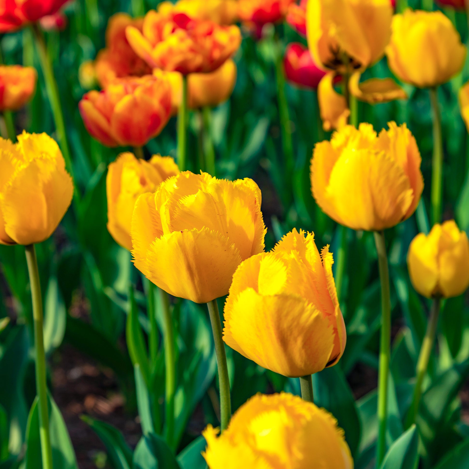 Tulipa Crystal star - 10 Tulpen Crystal Star - Tulpen